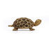 Brass Vastu Tortoise for Good Luck