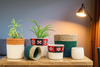 Woven baskets with plants on a wooden surface in a room setting