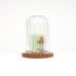 Decorative Glass Dome with Wooden Base