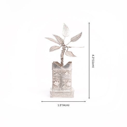 German Silver Tulsi Plant