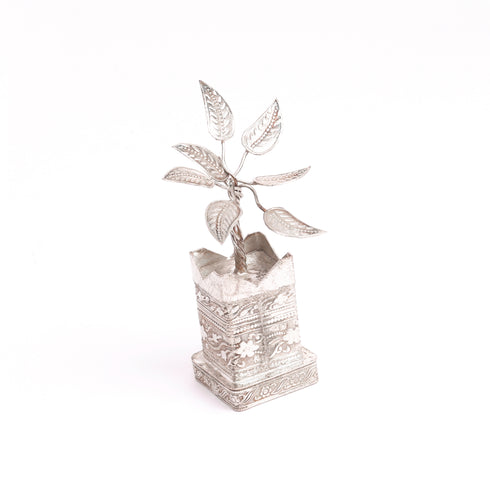 German Silver Tulsi Plant