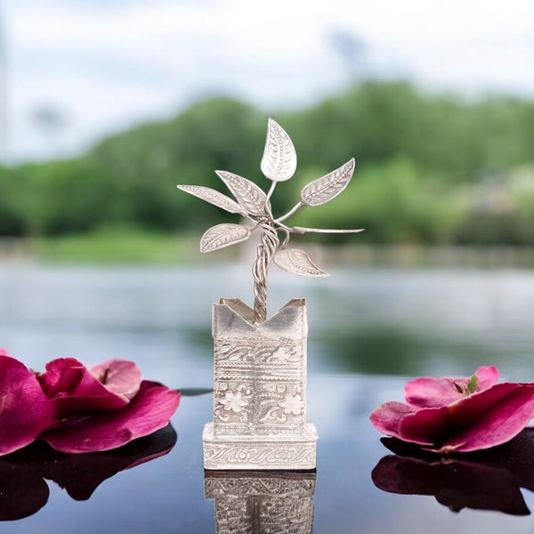 German Silver Tulsi Plant